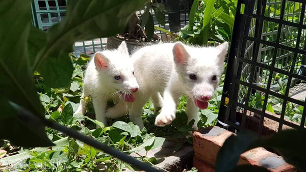 Cáo hồ ly đang được nhiều giới trẻ ở Việt Nam mua nuôi làm thú cưng.