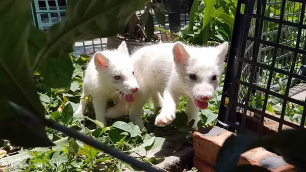 Cáo hồ ly đang được nhiều giới trẻ ở Việt Nam mua nuôi làm thú cưng.