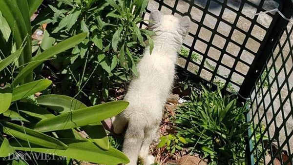 Trung bình mỗi con cáo hồ ly giống được anh Minh bán cho khách hàng khoảng 15 triệu đồng.