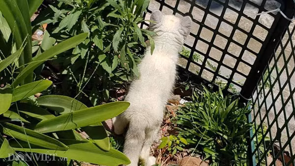 Trung bình mỗi con cáo hồ ly giống được anh Minh bán cho khách hàng khoảng 15 triệu đồng.