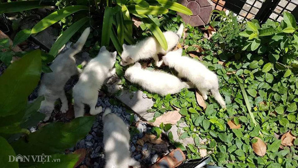 Hiện tại, trang trại của anh Minh đang nuôi trên 10 cặp cáo hồ ly bố mẹ nhằm mục đích nhân giống bán cho khách hàng là giới trẻ tại các tỉnh, thành trong cả nước.