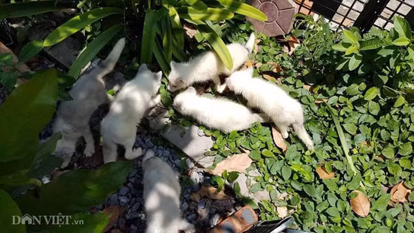 Hiện tại, trang trại của anh Minh đang nuôi trên 10 cặp cáo hồ ly bố mẹ nhằm mục đích nhân giống bán cho khách hàng là giới trẻ tại các tỉnh, thành trong cả nước.