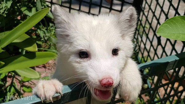 Cận cảnh một con cáo hồ ly đang được nuôi tại trang trại của anh Minh.