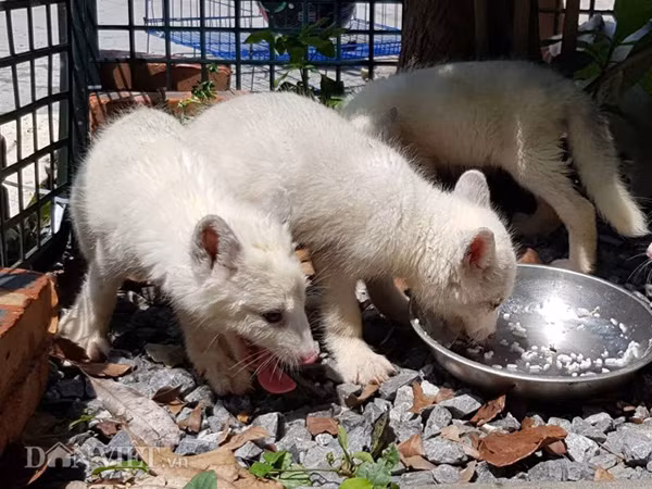 Cáo hồ ly rất dễ nuôi, thức ăn của chúng có thể là cơm, thức ăn công nghiệp giống như chó, mèo nuôi ở Việt Nam.