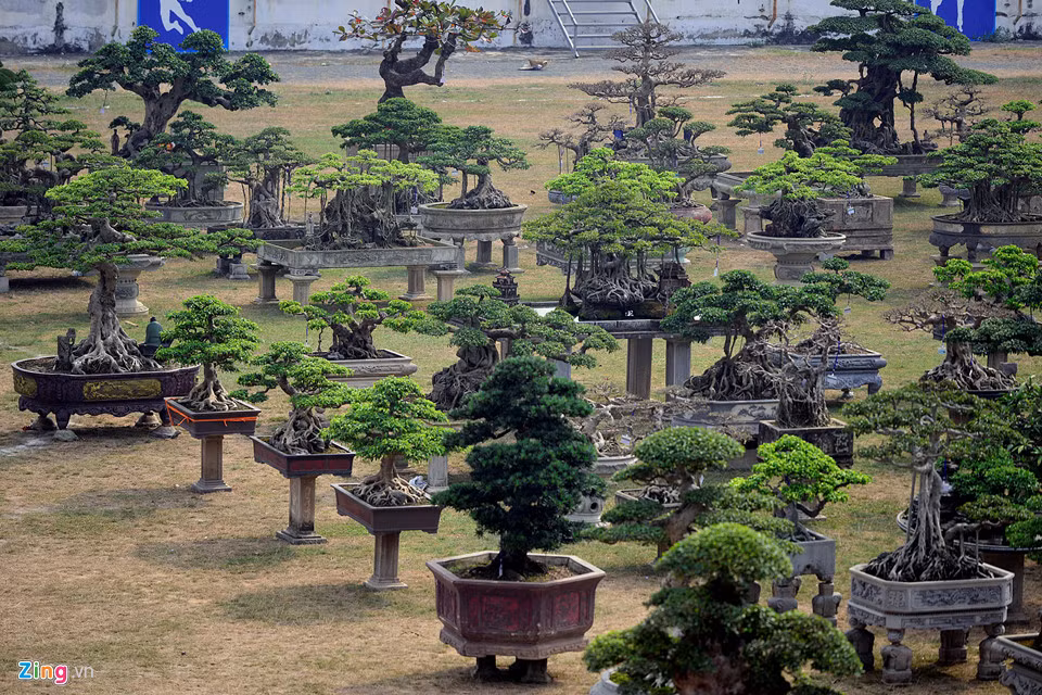 Triển lãm được chia làm 4 khu vực: Khu trưng bày những tác phẩm cây cảnh nghệ thuật tiêu biểu Việt Nam gồm 1.000 tác phẩm. Khu trưng bày hoa lan, hoa cảnh, đá cảnh, chim cảnh, dụng cụ làm vườn, khu hội chợ sinh vật cảnh ba miền có trên 10.000 sản phẩm. Khu văn hóa, lễ hội, nghệ thuật giải trí phục vụ du khách tham quan.