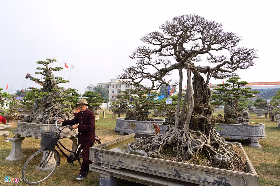 Ông Khuất Văn Thụy, trú tại Phúc Thọ cho biết đây là năm thứ 2 ông đến xem triển lãm. "Năm nay, triển lãm nhiều cây đẹp và có giá trị", ông Thụy nói.