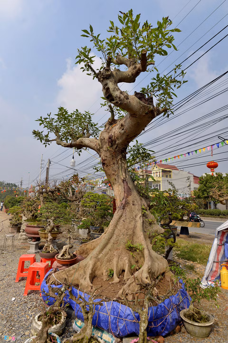 Một gốc cây sung có tuổi thọ trên 60 năm được chủ nhân mua lại, sau đó uốn tỉa để ra thế Trực quân tử. Cây sung này được rao bán với giá 250 triệu đồng.