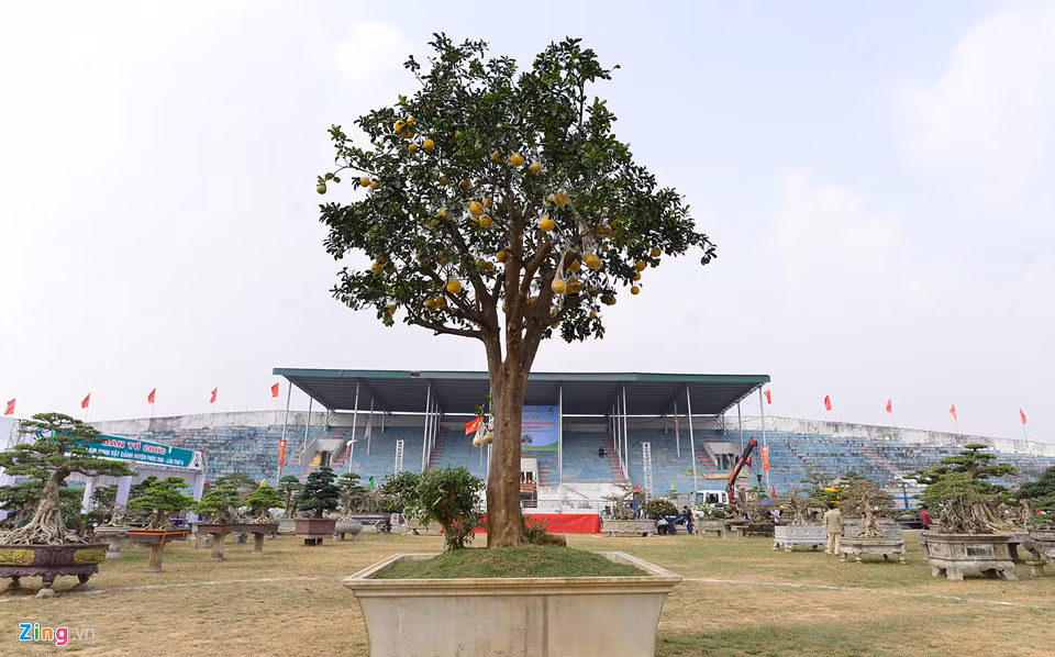 Nghệ nhân Chu Mạnh Hùng (Phó ban tổ chức triển lãm) thông tin khu trưng bày những tác phẩm cây cảnh nghệ thuật tiêu biểu Việt Nam gồm 1.000 tác phẩm.