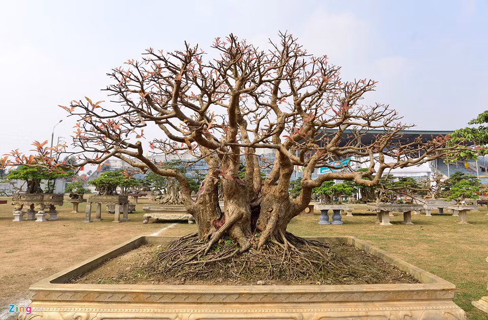 Một cây lộc vừng được trưng bày trong khuôn viên sân vận động huyện Phúc Thọ có tuổi thọ gần 50 năm. Hiện, cây ra chồi non, nhiều lộc. Chủ nhân không tiết lộ giá bán, nhưng với nhiều người buôn cây cảnh, cây này có giá không dưới 200 triệu đồng.