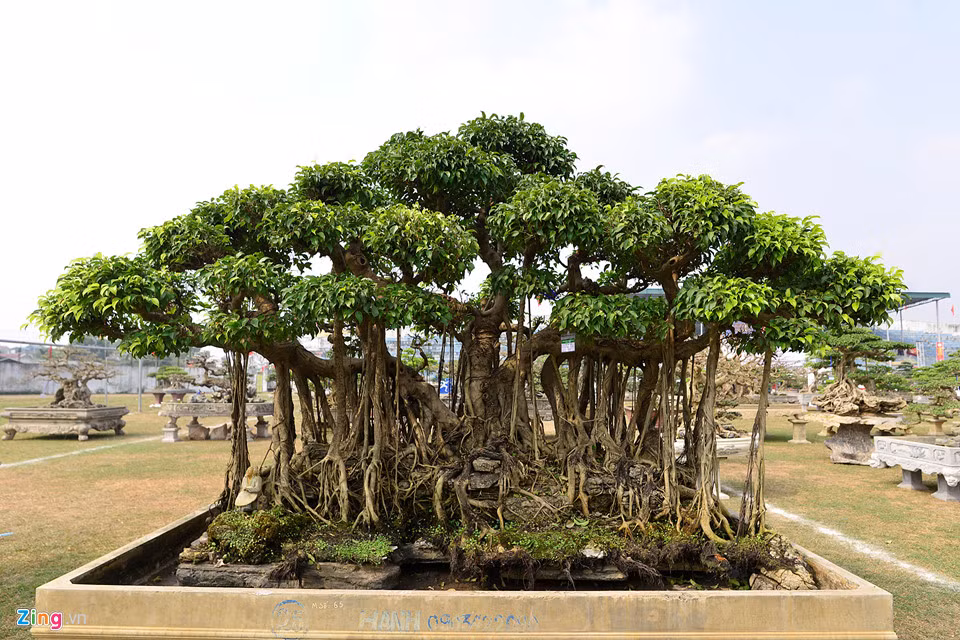 Chủ nhân cây sanh này cho biết, ông mất gần 30 năm để trồng và uốn nắn. "Hiện nhiều người trả giá 500 triệu đồng, nhưng tôi chưa bán", người này nói.