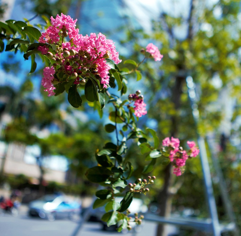 Tường vi được trồng nhiều ở Trung Quốc, Nhật Bản, Ấn Độ. Ở Việt Nam, hoa được trồng ở Hà Nội và Đà Lạt.