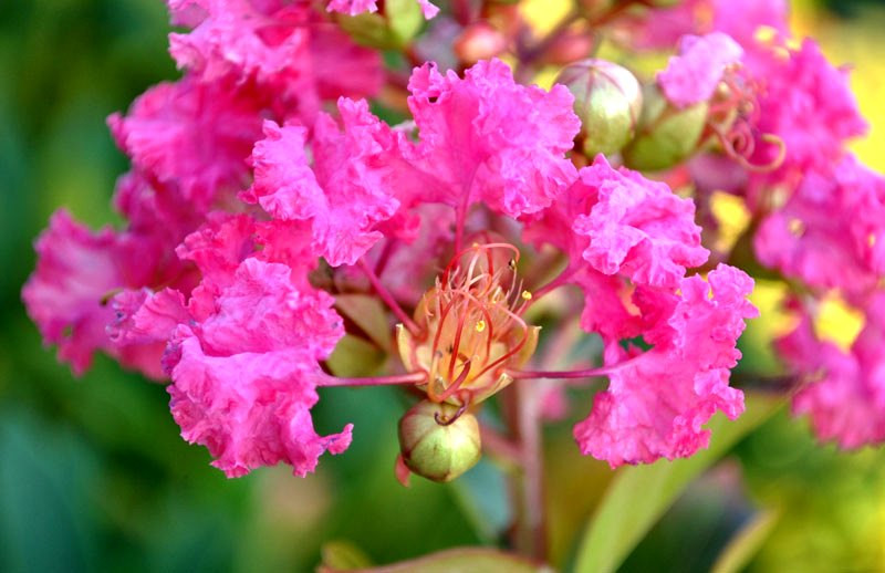 Hiện, tất cả các cây được trồng đều phát triển tốt trên tuyến đường này. Gần đây, hoa tường vi cánh mỏng màu hồng ở tầng giữa và hoa râm bụt vàng tầng dưới cùng nở hoa rực rỡ, bắt mắt, thu hút người đi đường.