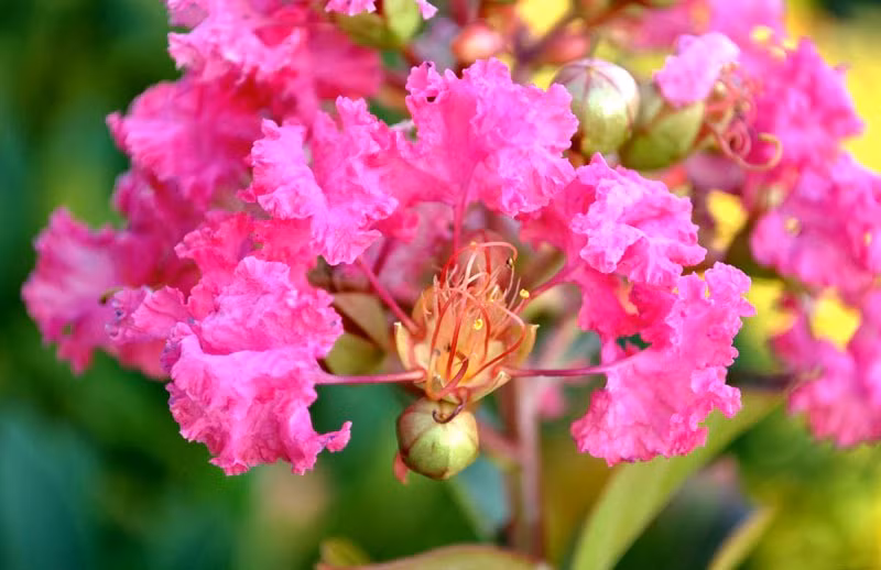 Hiện, tất cả các cây được trồng đều phát triển tốt trên tuyến đường này. Gần đây, hoa tường vi cánh mỏng màu hồng ở tầng giữa và hoa râm bụt vàng tầng dưới cùng nở hoa rực rỡ, bắt mắt, thu hút người đi đường.