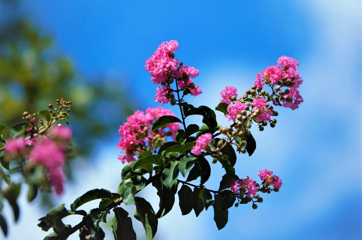 Hoa tường vi có tên khoa học là Rosa multiflora, hoặc Lagerstroemia indica Linn hay còn nhiều tên gọi khác như tầm xuân nhiều hoa, hồng nhiều hoa, tường vi Nhật, dã tường vi, thuộc họ hoa hồng.