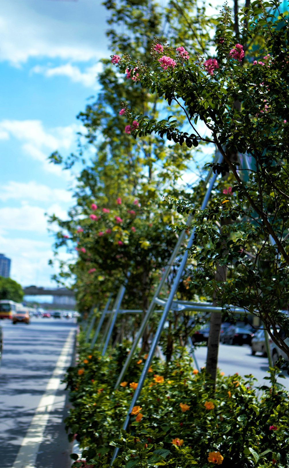 Những ngày gần đây, nhiều người tưởng rằng hàng phong xanh nở hoa màu hồng, nhưng không phải vậy. Đó là sắc hoa tường vi, được trồng xen giữa các cây phong.