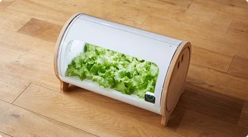 Cach trong rau sach sieu ba dao cua nguoi Nhat-Hinh-2