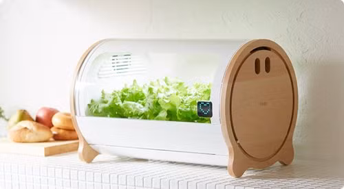 Cach trong rau sach sieu ba dao cua nguoi Nhat