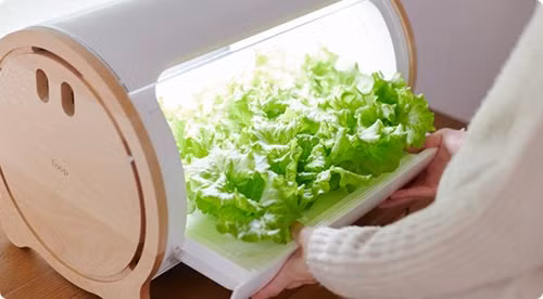 Cach trong rau sach sieu ba dao cua nguoi Nhat-Hinh-7