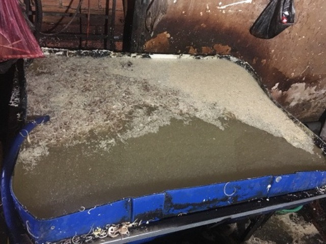 Số bắp chuối trên được xử lý trong thau nước cáu bẩn.