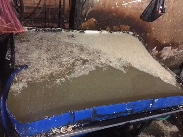 Số bắp chuối trên được xử lý trong thau nước cáu bẩn.