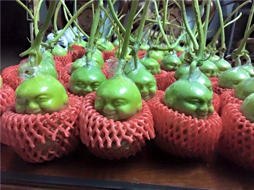 Dù xuất hiện trên thị trường Việt Nam chưa lâu song dưa lê thần tài đặc biệt được ưa chuộng trong Tết Nguyên đán Bính Thân năm nay. Với ý nghĩa mang lại nhiều may mắn, được thần tài phù hộ, loại quả này được chọn mua rất nhiều để trang trí bàn thờ, bất chấp nhiều thông tin cho thấy, lê thần tài đã được bảo quản bằng hóa chất thì mới giữ được hình dạng như thế trong thời gian dài.