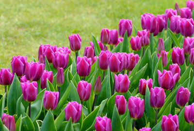 Ngoài đào, mai là những loại hoa truyền thống thì cùng với hoa ly, hoa tuylip rất được người tiêu dùng ưa thích vì vẻ đẹp lạ và nhiều màu sắc phong phú.