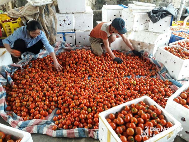 Mỗi ngày, lượng cà chua ứ đọng tại điểm thu mua của anh Hồ Đào rất nhiều.
