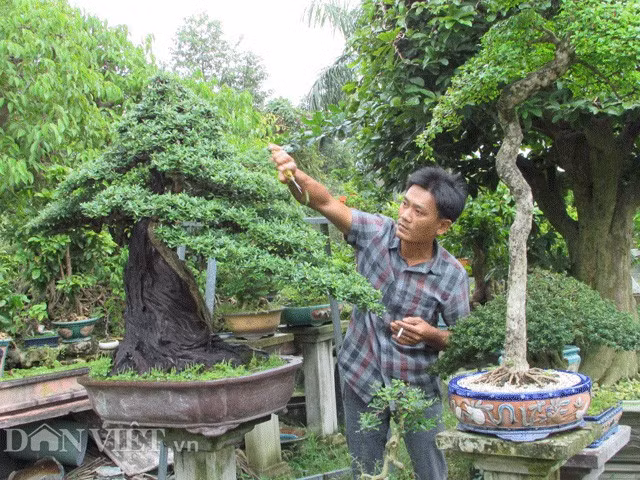 Bo chuc giam doc, ve thu 2 ty dong/nam tu cay kieng-Hinh-2