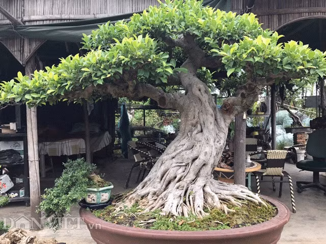 Bo chuc giam doc, ve thu 2 ty dong/nam tu cay kieng-Hinh-4