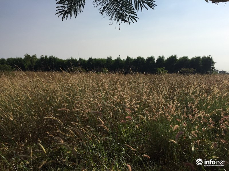 KDT “ma” Nhon Trach: La liet du an bo hoang, chung cu khong nguoi o-Hinh-15