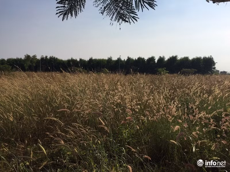 KDT “ma” Nhon Trach: La liet du an bo hoang, chung cu khong nguoi o-Hinh-15