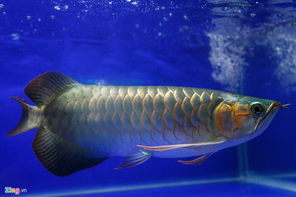 Trong đó, loại cá đặc biệt và đắt tiền nhất tại khu chợ là cá rồng. Theo anh Trần Nguyên Huy, chủ một cơ sở chuyên bán cá rồng, phong trào chơi cá rồng có ở Việt Nam khoảng 10 năm nay, sau phong trào chơi cá la hán. Đây là loại cá đặc biệt, được nhập về từ Indonesia, có giấy tờ xuất nhập khẩu rõ ràng cho từng cá thể. Trong ảnh là một con cá ngân long (cá rồng có màu vàng).