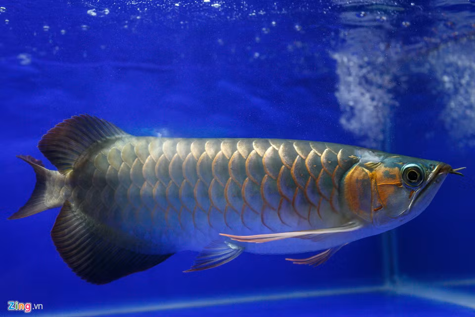 Cho ca canh lau doi nhat Sai Gon-Hinh-5