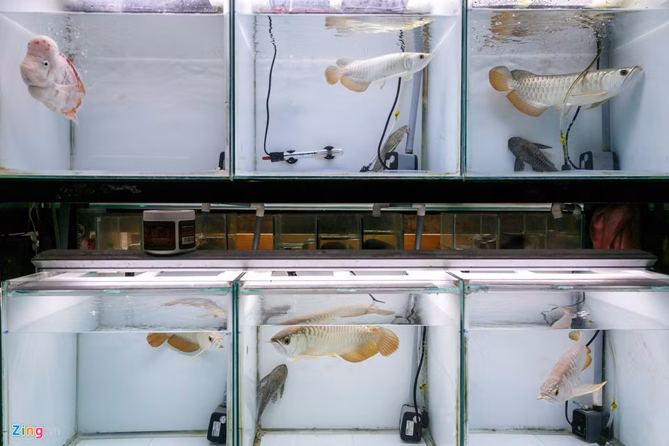 Cho ca canh lau doi nhat Sai Gon-Hinh-6