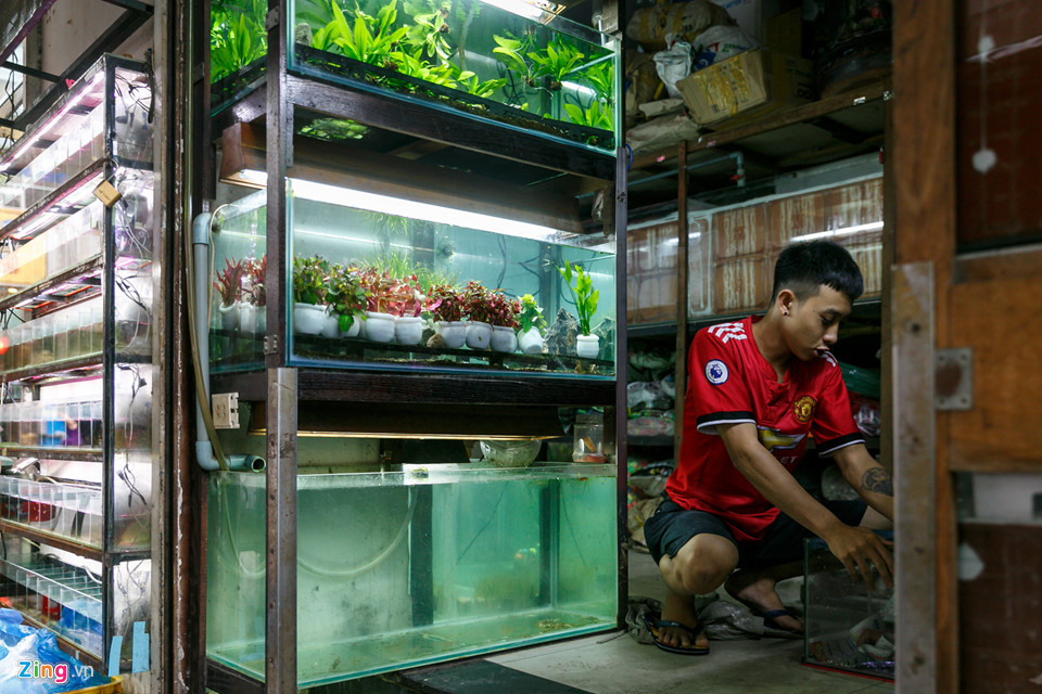 Ngoài ra, chợ cá này cũng là nơi cung cấp việc làm cho nhiều lao động trẻ. Trong ảnh, Nguyễn Phi Bằng (19 tuổi) chia sẻ đã làm phụ việc tại một cửa hàng được 1 tháng nay với mức lương 6 triệu đồng/tháng. Hàng ngày, em chăm sóc các bể cá trong cửa hàng và "càng làm, em càng yêu cá hơn", Bằng thổ lộ.