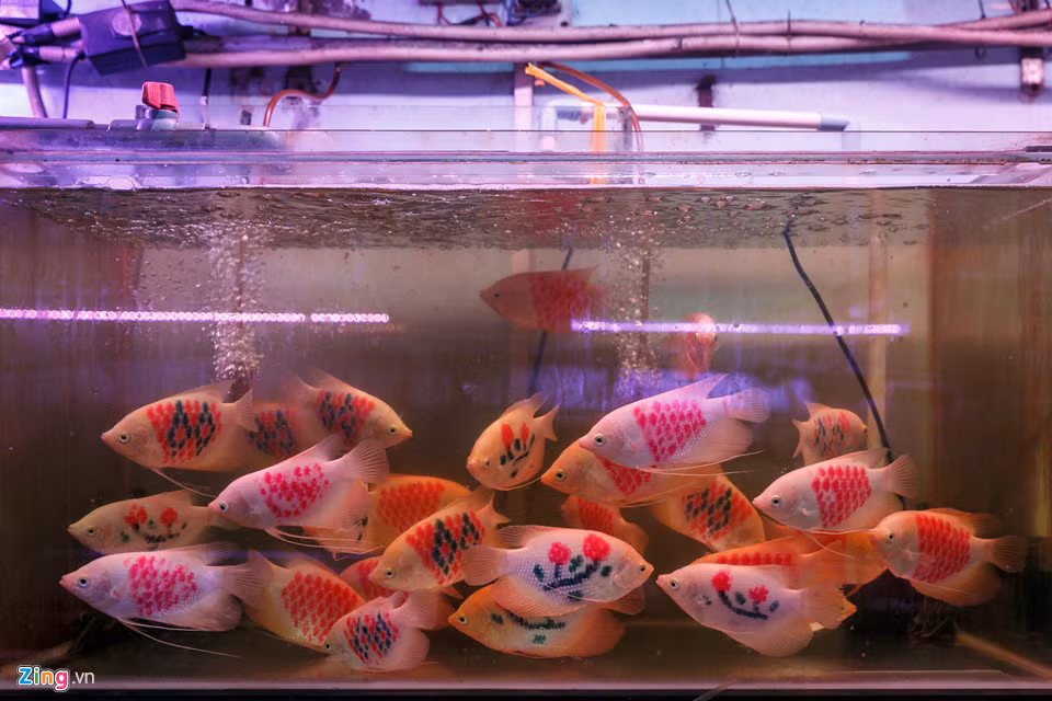 Cho ca canh lau doi nhat Sai Gon-Hinh-9