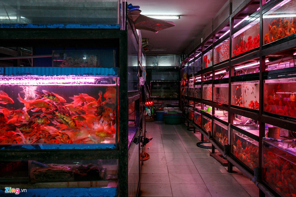 ...cho đến những loại cá đắt tiền hơn như cá đĩa, hồng két, cá la hán, cá rồng,...