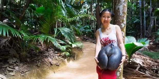 Do mat voi hinh thu "te nhi" cua dua khong lo, gia 170.000 dong/qua