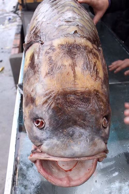 Dai gia me nhau, ca quy tram trieu un un ve Ha Noi