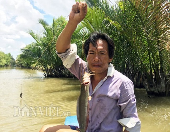 "Cá ngát là loài có gai nhọn, có nọc độc, khi bị nó đâm rất nhức, có người bị đâm rồi bị hành mấy ngày liền không hết. Nếu người không quen chắc chắn sẽ không dám gỡ cá. Khi cầm con cá trên tay phải có “thế”, cố định đầu cá để không bị nó đâm", ông Sang chia sẻ.