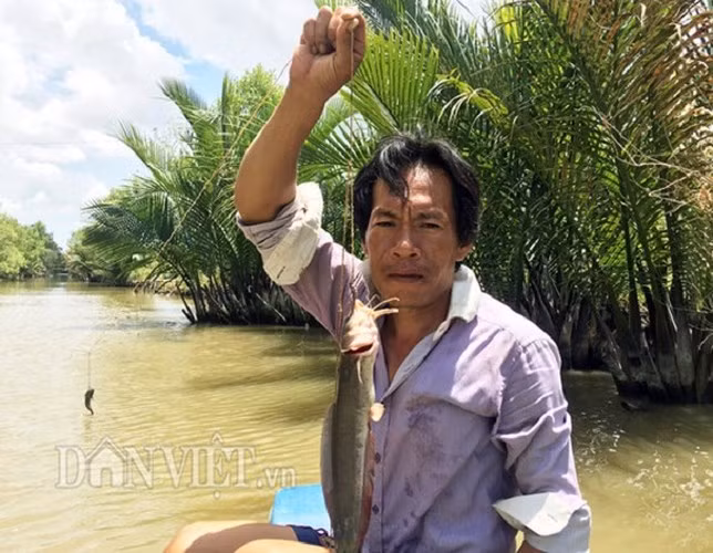 "Cá ngát là loài có gai nhọn, có nọc độc, khi bị nó đâm rất nhức, có người bị đâm rồi bị hành mấy ngày liền không hết. Nếu người không quen chắc chắn sẽ không dám gỡ cá. Khi cầm con cá trên tay phải có “thế”, cố định đầu cá để không bị nó đâm", ông Sang chia sẻ.