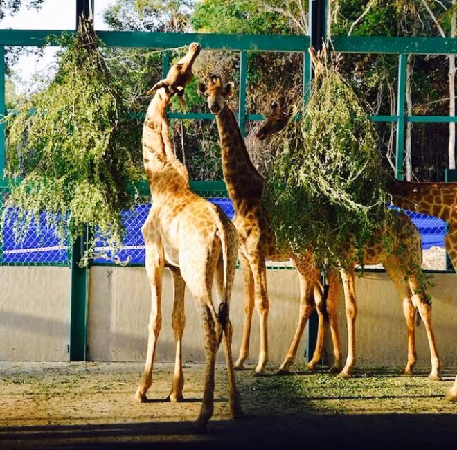 Đây sẽ là bộ sưu tập động vật có quy mô mang tầm khu vực cả về chủng loại lẫn số lượng cá thể. Bộ sưu tập sẽ liên tục được cập nhật, nâng cấp sau khi công viên đi vào vận hành.