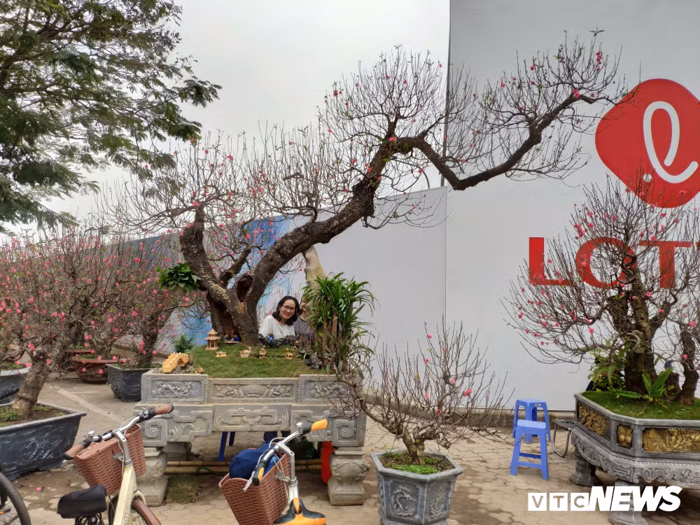 Can canh goc dao dang rong dat nhat nhi mien Bac