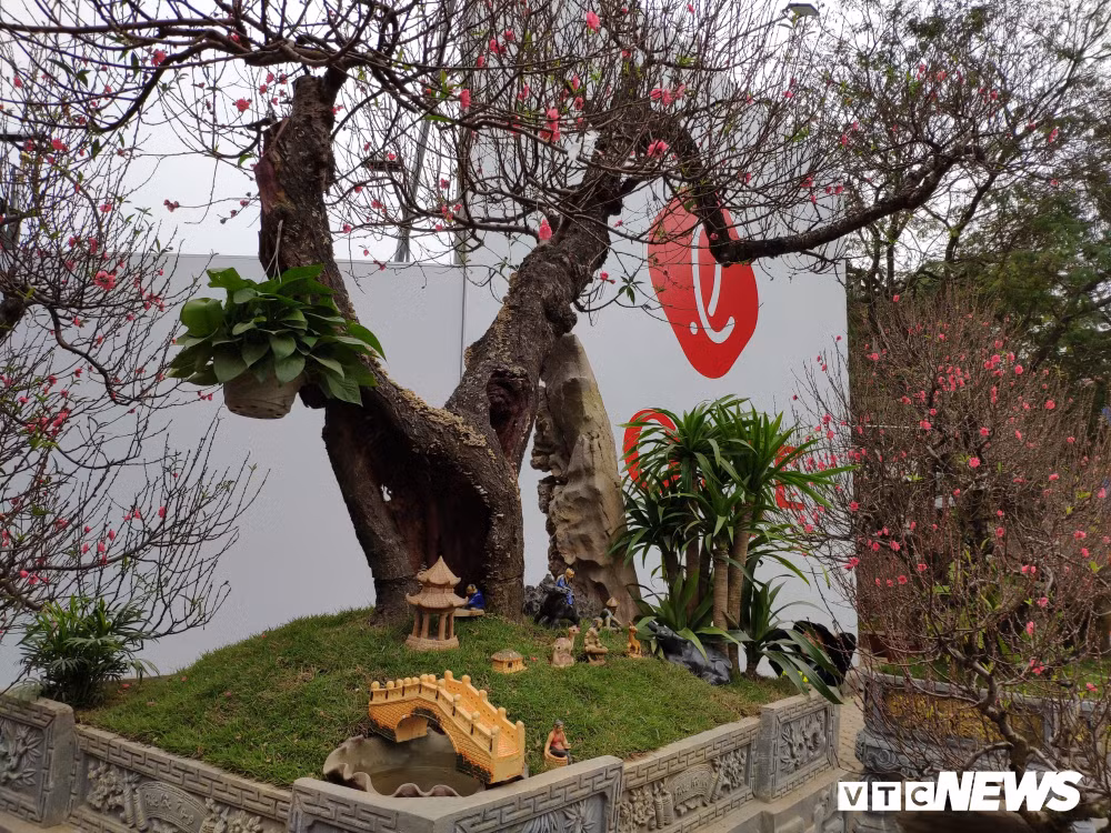 Can canh goc dao dang rong dat nhat nhi mien Bac-Hinh-8