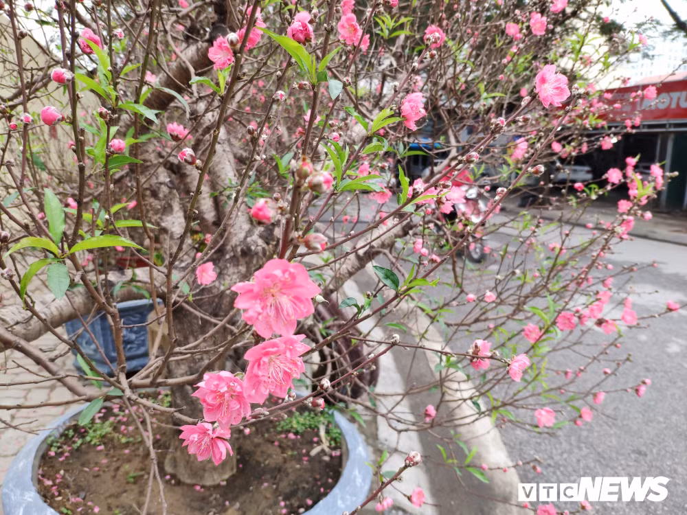 Can canh goc dao dang rong dat nhat nhi mien Bac-Hinh-6