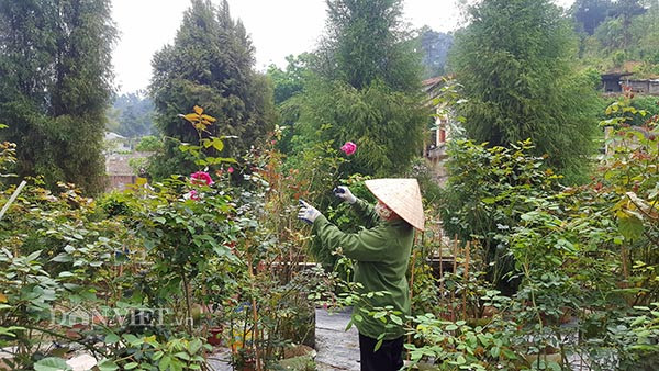 Da mat ngam vuon hong ngoai bac ty o deo Van Ly-Hinh-8
