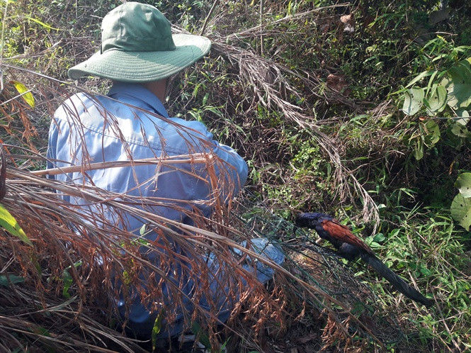 Nhiều người lợi dụng mùa chim rừng sinh sản để săn bắt.