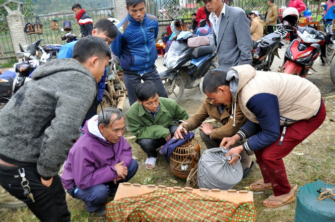 Chọn mua chim tại chợ chim Bắc Hà.