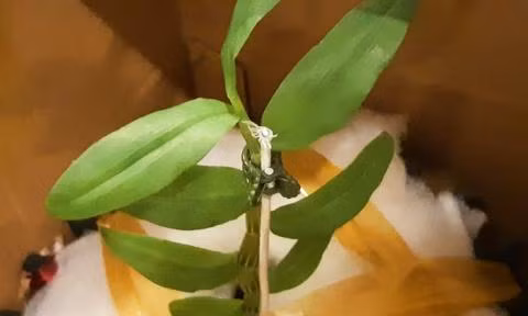 Gio lan 7 ty dong: Chieu thoi gia hay su dam me?-Hinh-2