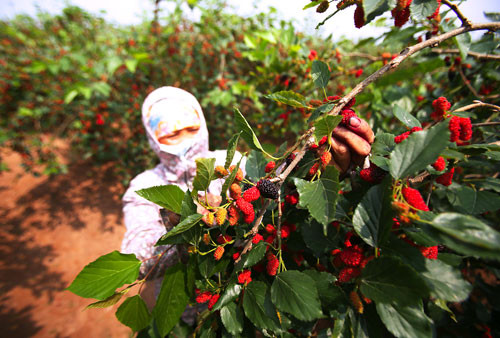 Công việc hái dâu đòi hỏi sự cẩn thận để không làm nát quả.